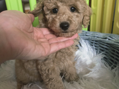 KC Registered Toy Poodle puppies in Donegal