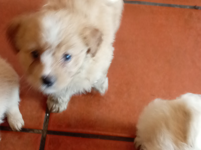 Shih Tzu Cross puppies in Sligo