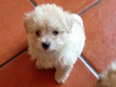 Shih Tzu x Pomeranian/Maltese puppies in Sligo