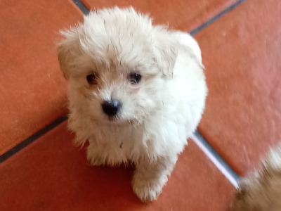 Shih Tzu Cross puppies in Sligo