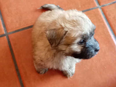 Shih Tzu Cross puppies in Sligo