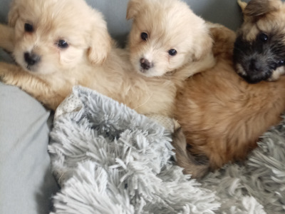 Shih Tzu Cross puppies in Sligo
