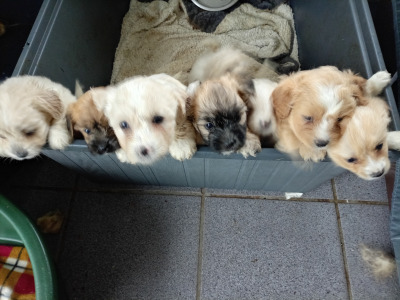 Shih Tzu Cross puppies in Sligo