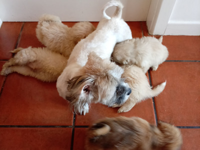 Shih Tzu Cross puppies in Sligo