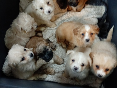 Shih Tzu Cross puppies in Sligo