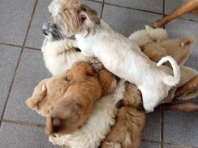 Shih Tzu Cross puppies in Sligo