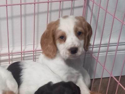 IKC Registered (Pending) Cocker Spaniel puppies in Kilkenny