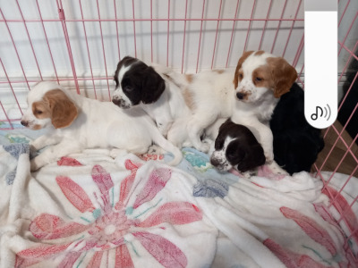 IKC Registered (Pending) Cocker Spaniel puppies in Kilkenny