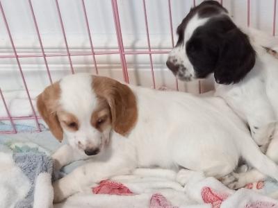 IKC Registered (Pending) Cocker Spaniel puppies in Kilkenny