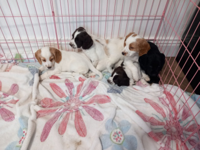 IKC Registered (Pending) Cocker Spaniel puppies in Kilkenny