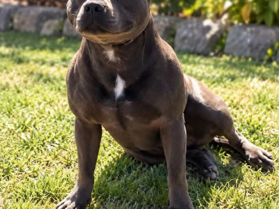 Blue Staffordshire Bull Terrier for stud in Clare