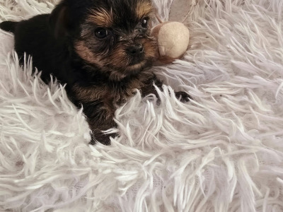 Tiny Tcup female Yorkshire Terrier puppy in Limerick