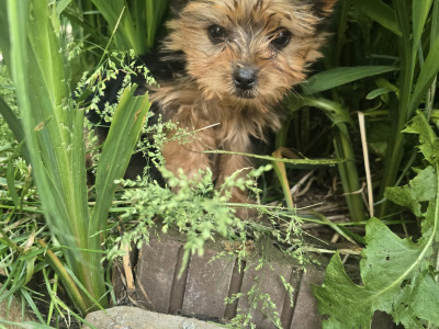 Tiny Tcup female Yorkshire Terrier puppy in Limerick