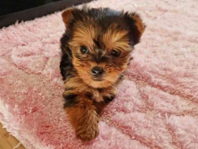 Tiny Tcup female Yorkshire Terrier puppy in Limerick