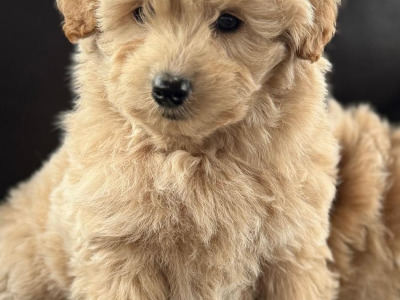 Poodle x Pomeranian puppies in Meath