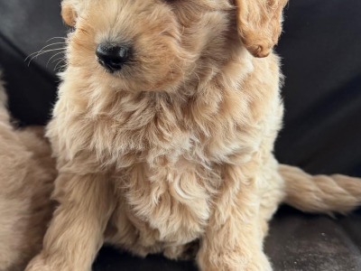 Poodle x Pomeranian puppies in Meath