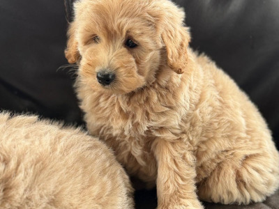 Poodle x Pomeranian puppies in Meath