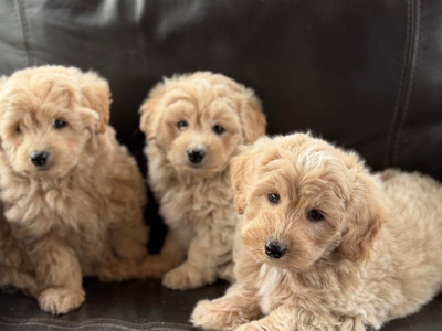 Poodle x Pomeranian puppies in Meath
