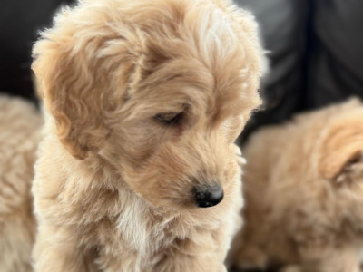 Poodle x Pomeranian puppies in Meath