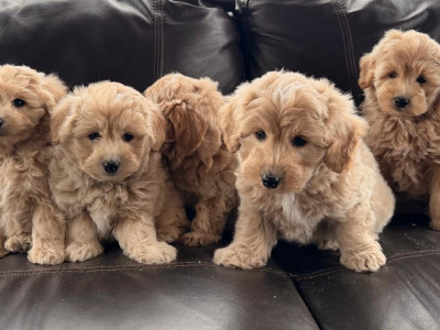 Poodle x Pomeranian puppies in Meath