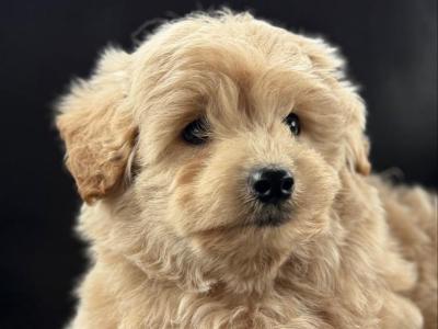 Poodle x Pomeranian puppies in Meath