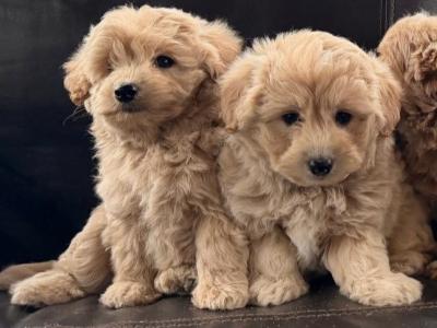 Poodle x Pomeranian puppies in Meath