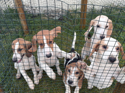 Beagle puppies in Tipperary. Reared with children, very affectionate and playful