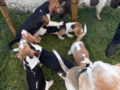Beagle puppies in Tipperary. Reared with children, very affectionate and playful