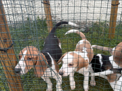 Beagle puppies in Tipperary. Reared with children, very affectionate and playful