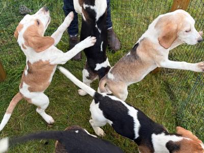 Beagle puppies in Tipperary. Reared with children, very affectionate and playful