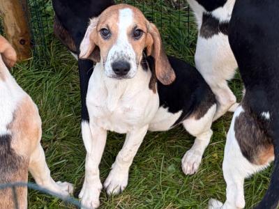 Beagle puppies in Tipperary. Reared with children, very affectionate and playful