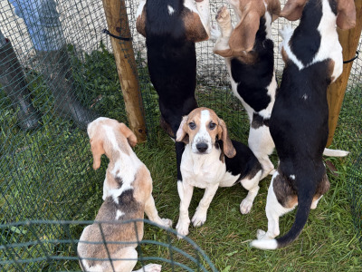 Beagle puppies in Tipperary. Reared with children, very affectionate and playful