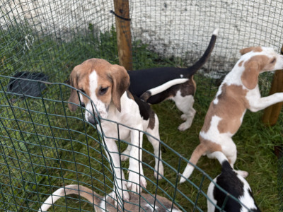 Beagle puppies in Tipperary. Reared with children, very affectionate and playful