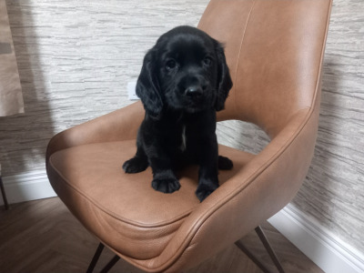 IKC Registered (Pending) Cocker Spaniel puppies in Kilkenny