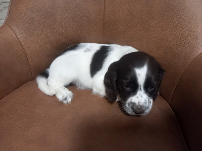 IKC Registered (Pending) Cocker Spaniel puppies in Kilkenny