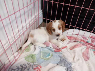 IKC Registered (Pending) Cocker Spaniel puppies in Kilkenny