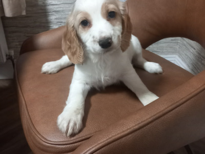 IKC Registered (Pending) Cocker Spaniel puppies in Kilkenny