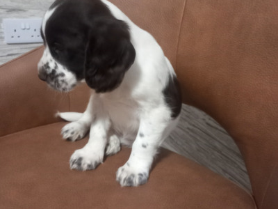 IKC Registered (Pending) Cocker Spaniel puppies in Kilkenny