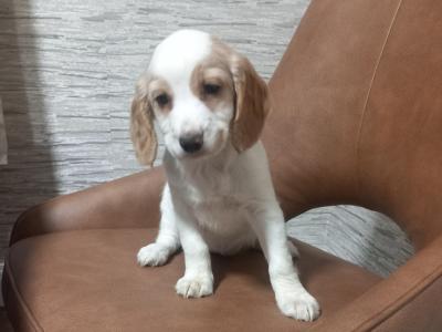 IKC Registered Cocker Spaniel puppies in Kilkenny