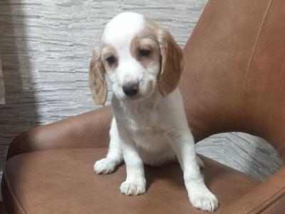 IKC Registered Cocker Spaniel puppies in Kilkenny