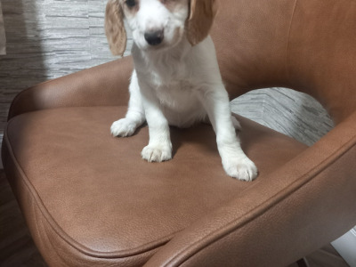 IKC Registered (Pending) Cocker Spaniel puppies in Kilkenny