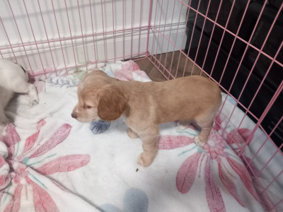 IKC Registered (Pending) Cocker Spaniel puppies in Kilkenny