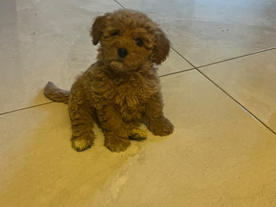 Minature Cavapoo puppies in Offaly
