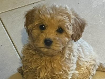 Minature Cavapoo puppies in Offaly