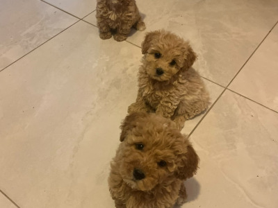 Minature Cavapoo puppies in Offaly