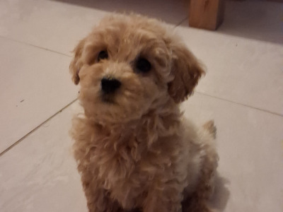Minature Cavapoo puppies in Offaly