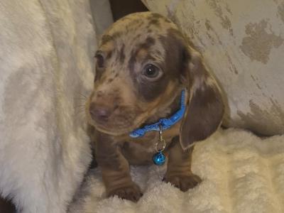 IKC Registered miniature Dachshund puppies in Kildare