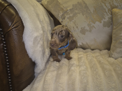 IKC Registered miniature Dachshund puppies in Kildare