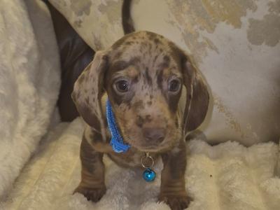 IKC Registered miniature Dachshund puppies in Kildare