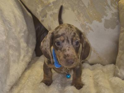 IKC Registered miniature Dachshund puppies in Kildare